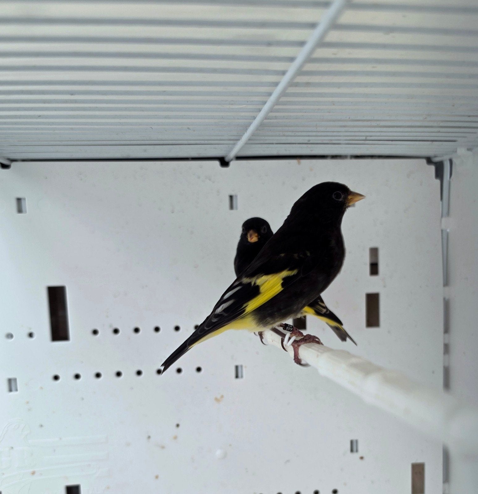 zwarte sijs 2026, Mannelijk, Wildzangvogel, Geringd