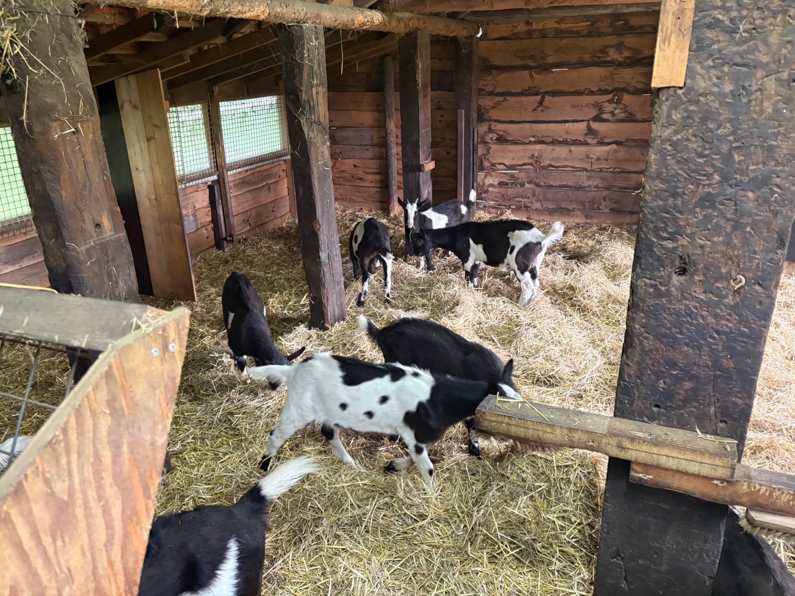 Bonte melk geiten, Animaux & Accessoires, Moutons, Chèvres & Cochons