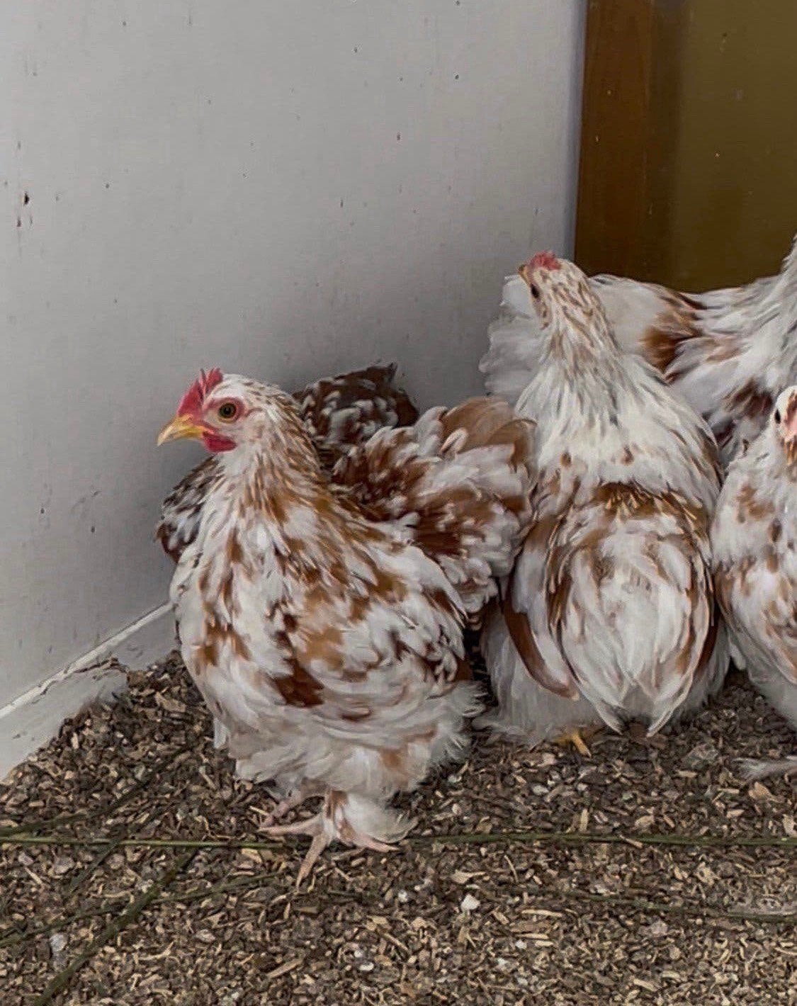 4 cochin kriel hanen rood gepareld, Dieren en Toebehoren, Mannelijk, Kip