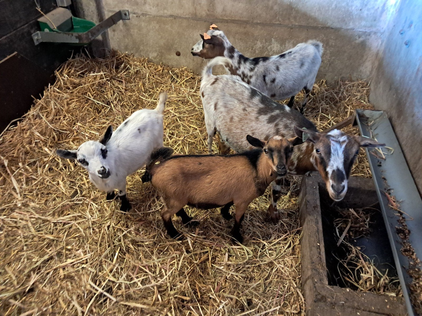hoorloze geitjes, Dieren en Toebehoren, Schapen, Geiten en Varkens