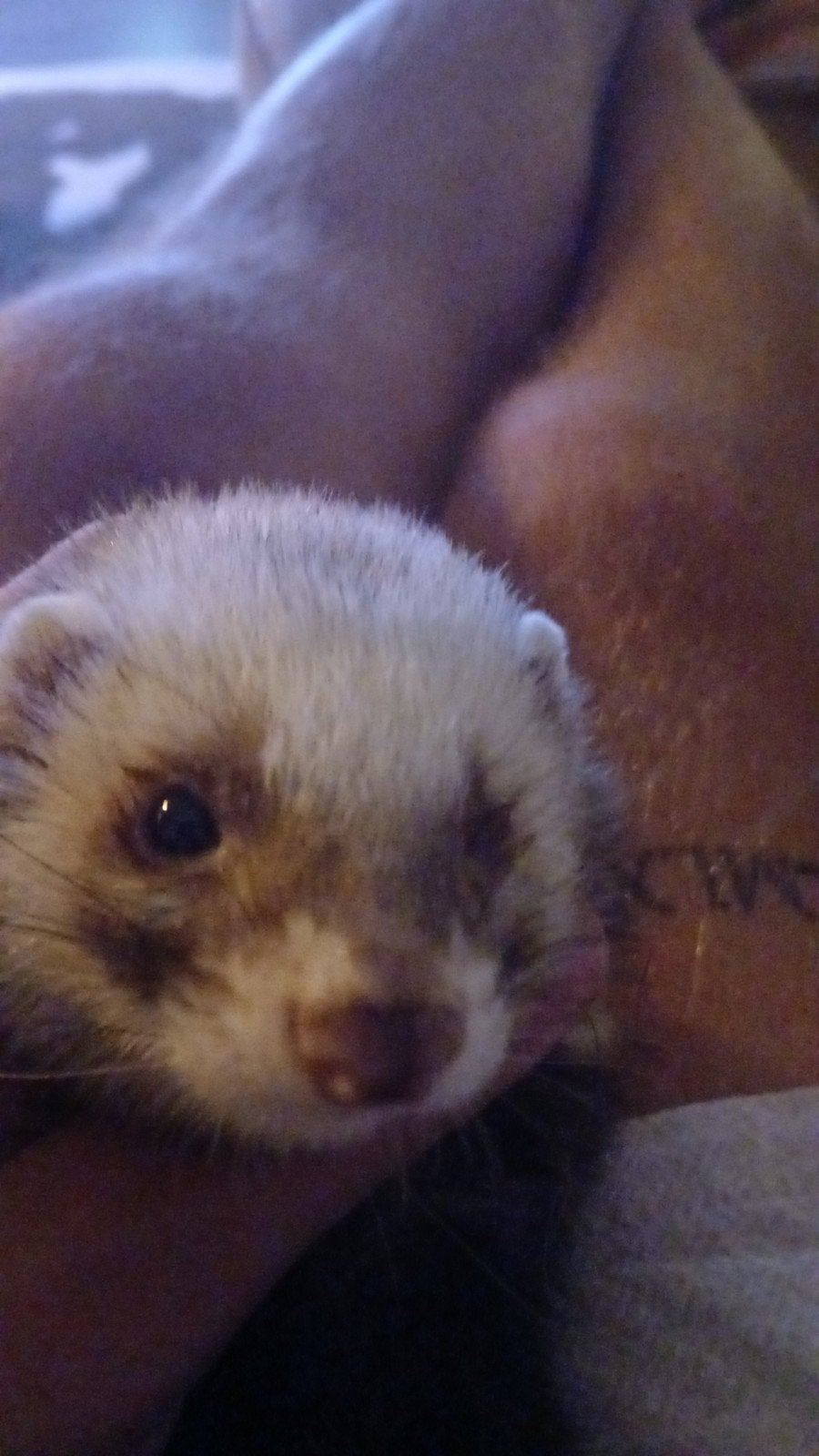 Tamme mannelijke Fret, Dieren en Toebehoren, Februari, Mannelijk