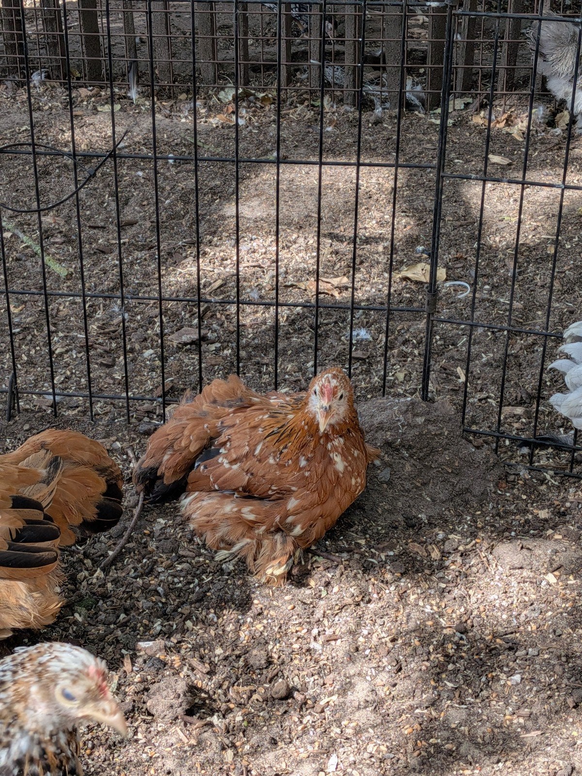 cochin kriel, Dieren en Toebehoren, Pluimvee