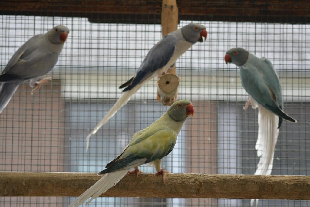 Perruches à collier à tasser, Sexe inconnu, Perruche, Bagué