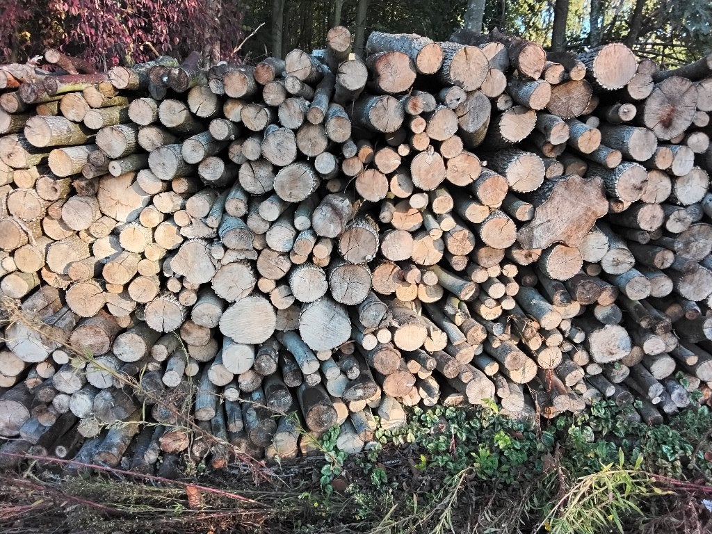 DROOG BRANDHOUT   EIK  EN LINDE    60 EURO  M³, 6 m³ ou plus, Enlèvement, Chêne, Troncs d'arbres