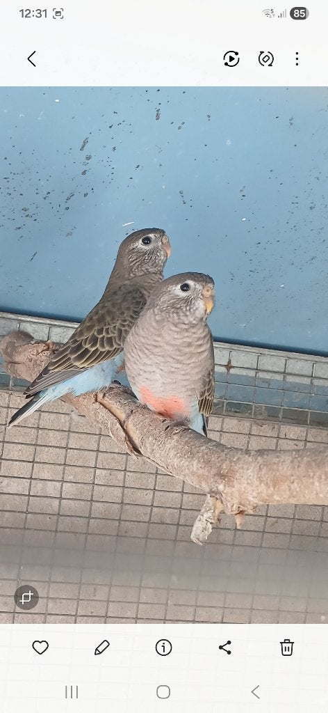 Bourke, Geslacht onbekend, Parkiet