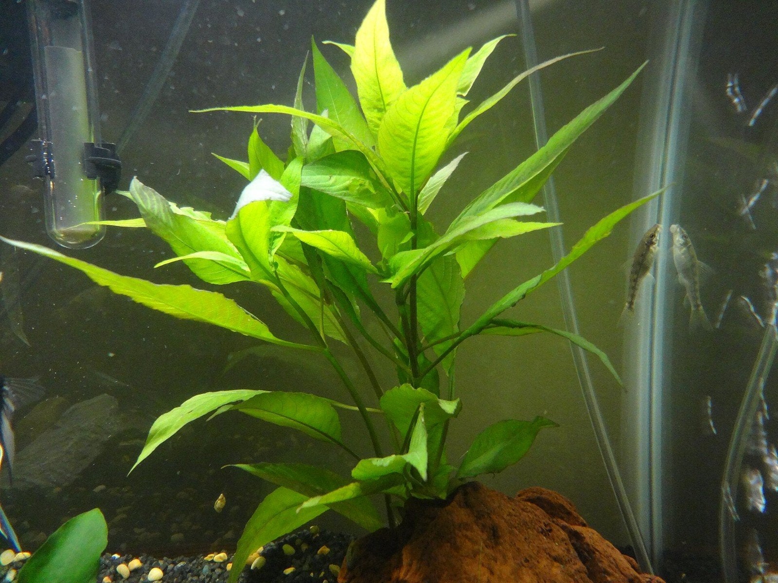 Hygrophila corymbosa, Enlèvement ou Envoi