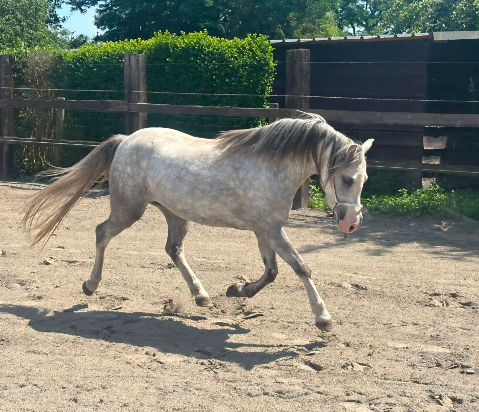 3j welsh merrie, Dieren en Toebehoren, Merrie