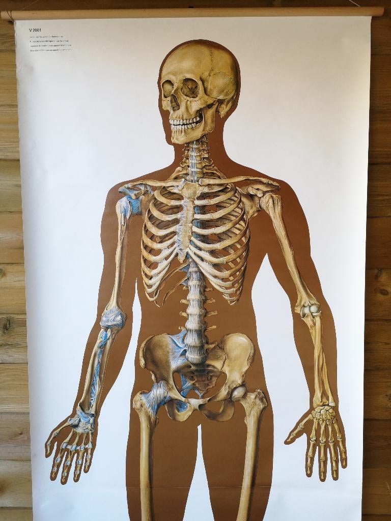 schoolplank,anatomische,menselijke skelet&benderenstruktuur, Antiek en Kunst, Ophalen of Verzenden, Natuur en Biologie