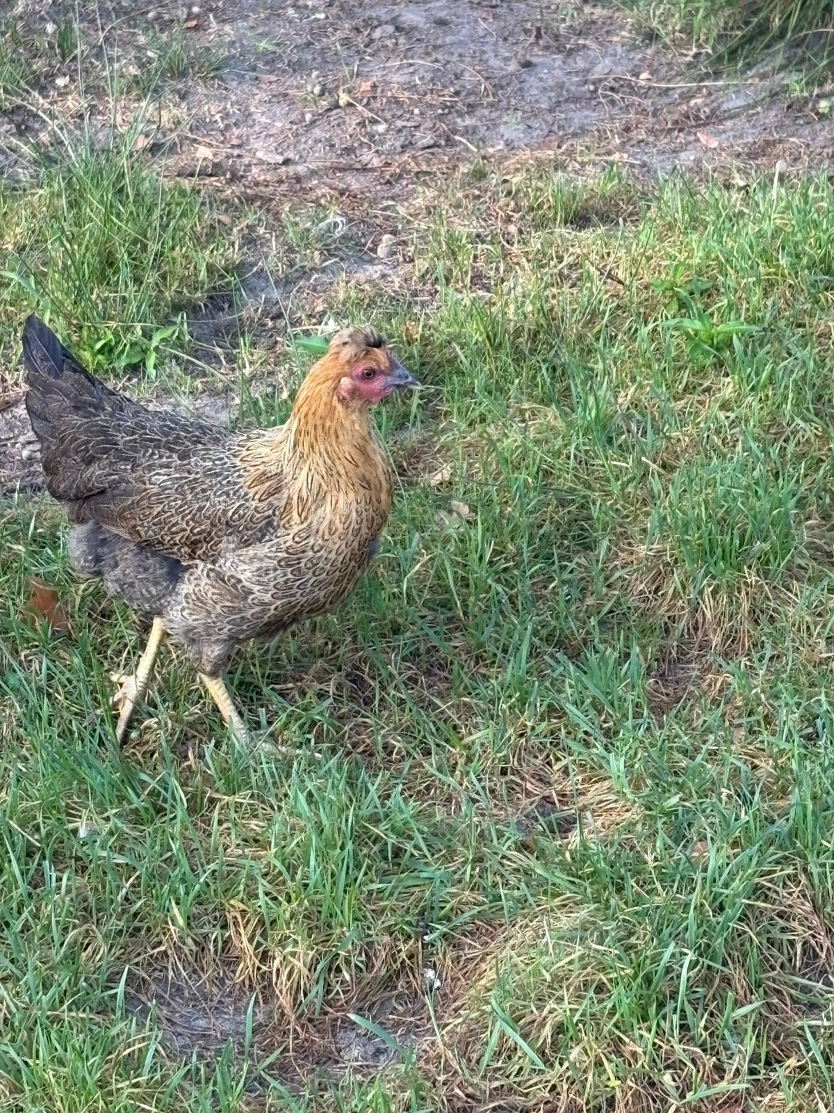 jonge hen van ongeveer 18 weken, Poule ou poulet