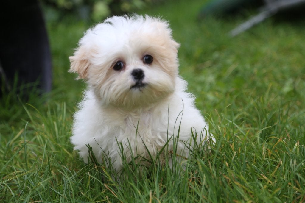 Malshih puppy, geboren 3 juli, België, Overige rassen, CDV (hondenziekte), 8 tot 15 weken
