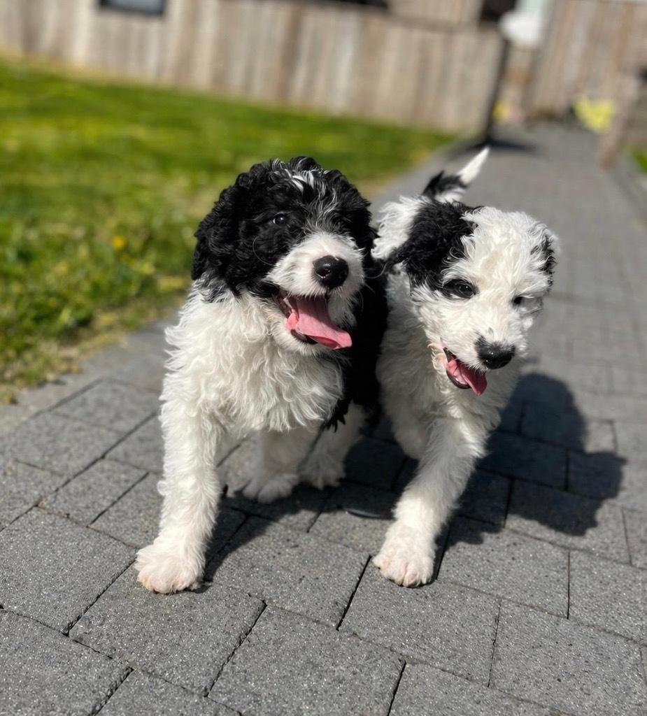Chiots Sweet Bordoodle (border collie x caniche), Animaux & Accessoires, Chiens | Bergers & Bouviers, Colley, Plusieurs, Hépatite contagieuse (maladie de Rubarth)