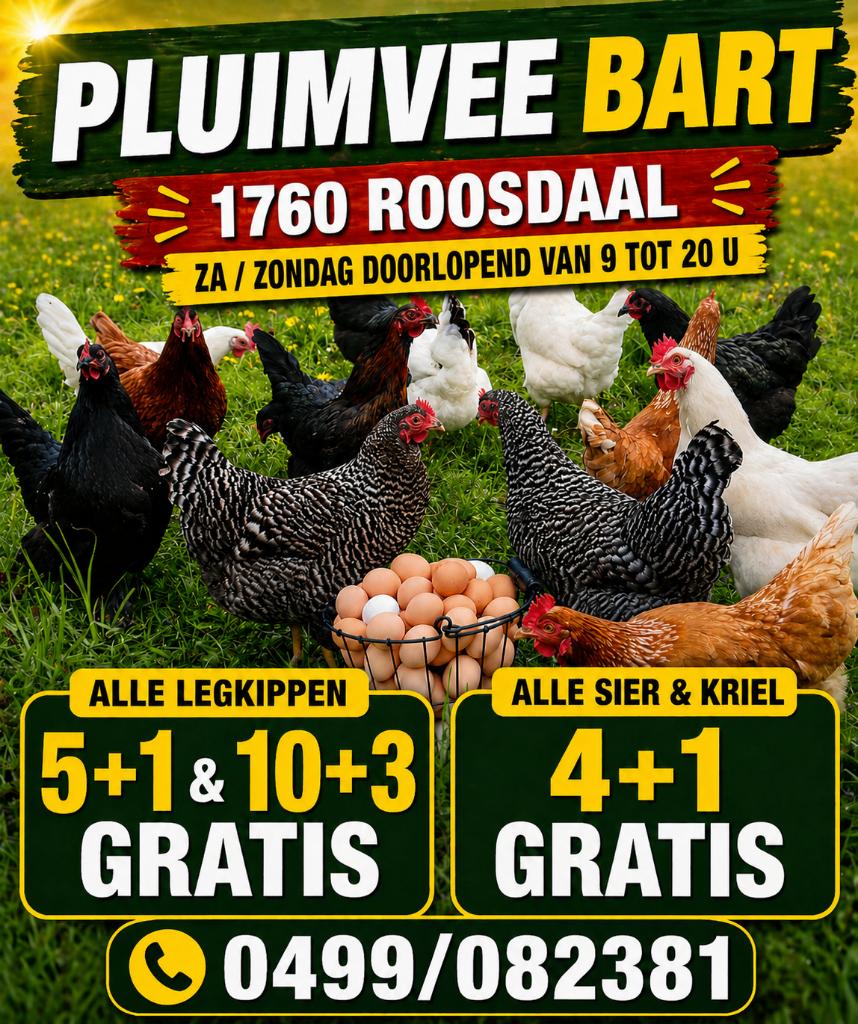 ACTIE 5+1/10+3 GRATIS op alle kippen, Dieren en Toebehoren, Vrouwelijk, Kip