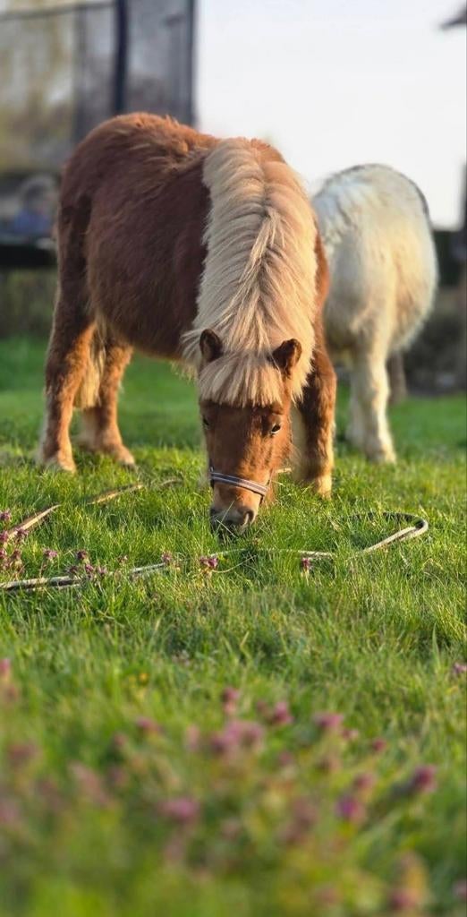 Shetland