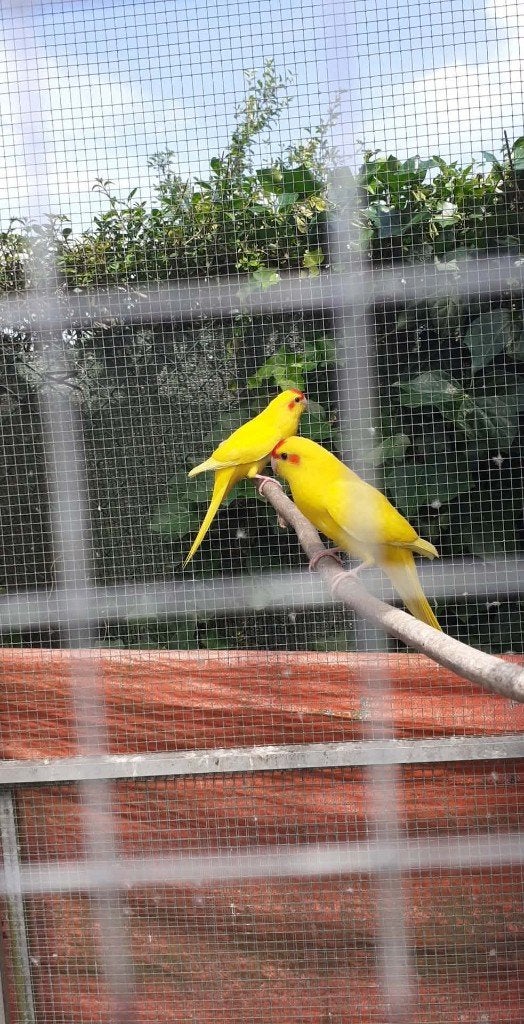 vogels, Dieren en Toebehoren, Meerdere dieren, Parkiet, Geringd
