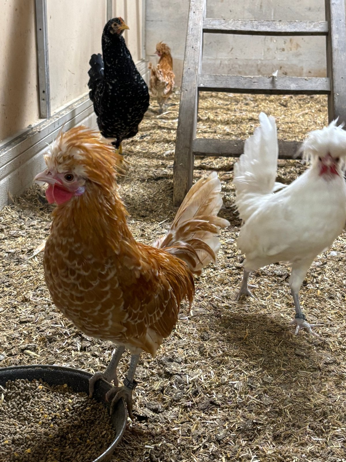 Hollandse Kuifhoen kriel haantjes, geringd, Mâle, Poule ou poulet