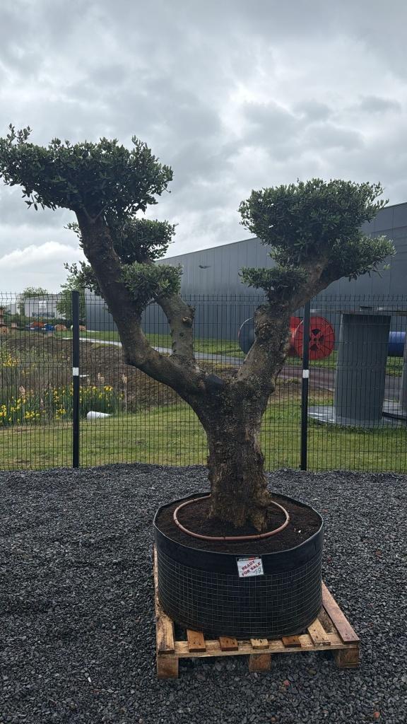 Olijfbomen, Tuin en Terras, Planten | Bomen, Lente, 100 tot 250 cm, Olijfboom, Ophalen