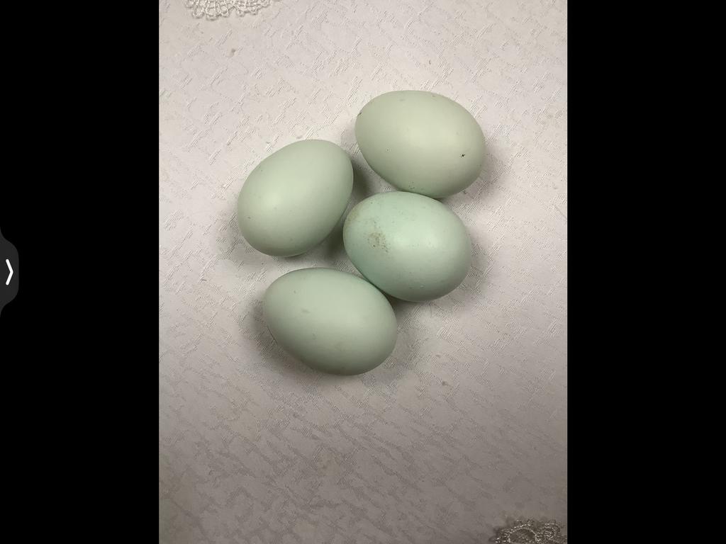 Crème legbar, Poule ou poulet