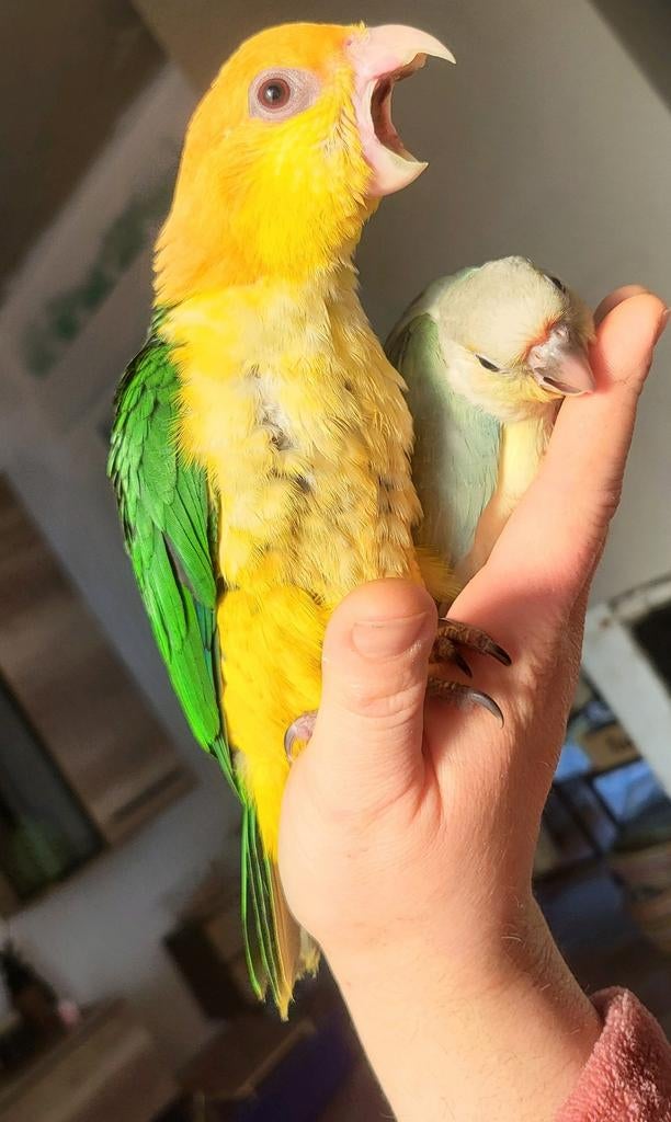 Caique super apprivoisé