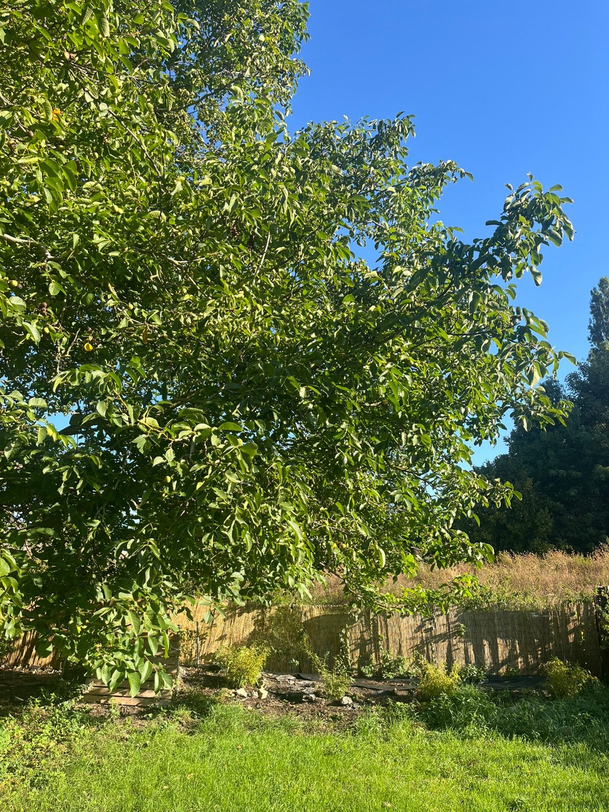 Noix fraîches du jardin… Bientôt !, Enlèvement, Automne