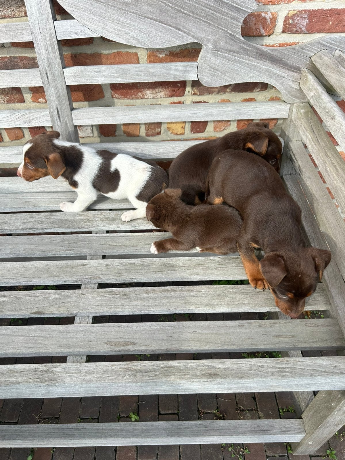 Jack Russel, Animaux & Accessoires, Maladie de Carré (chiens), Autres races, 8 à 15 semaines, Plusieurs