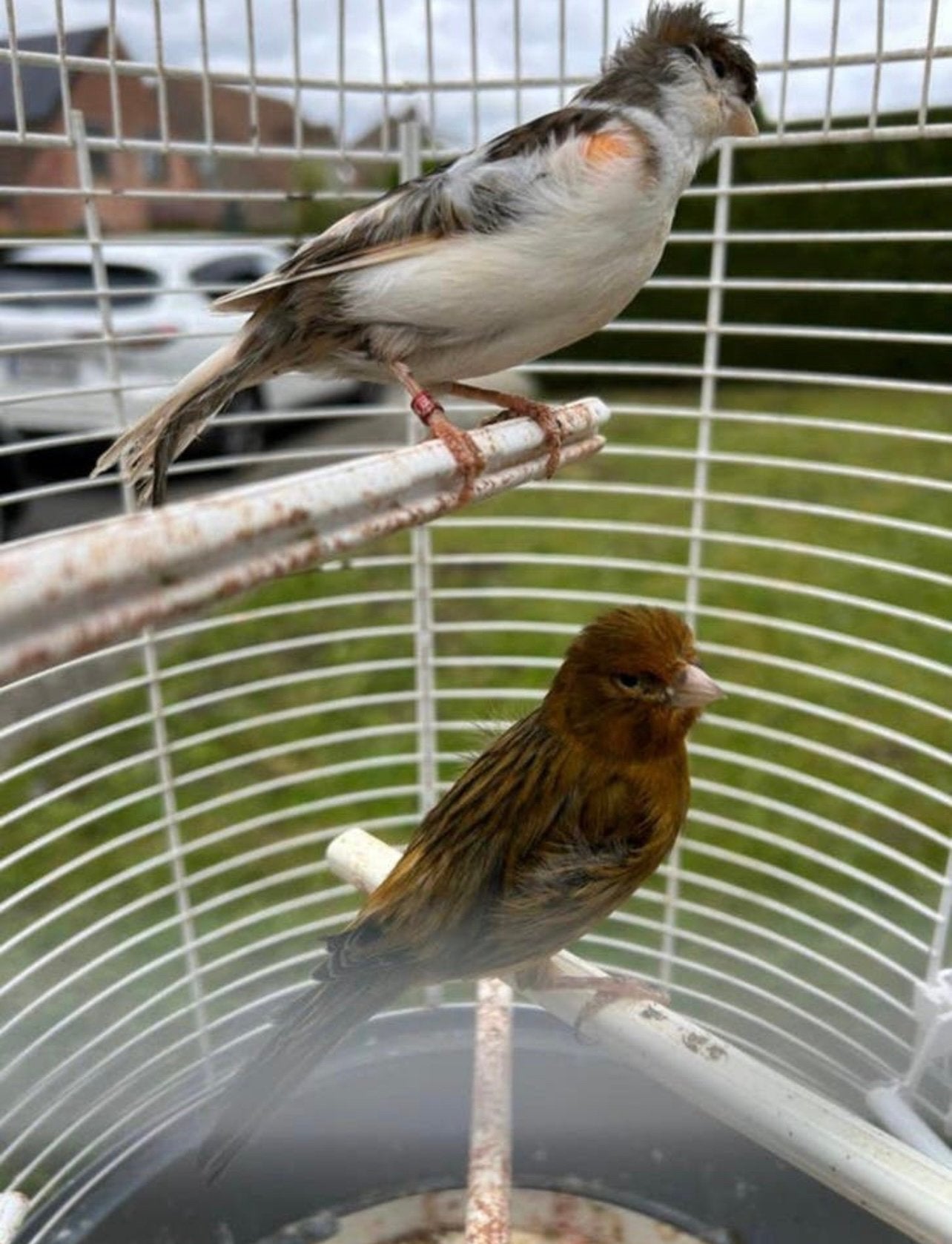 Manelelijk en vrouwelijk vogels te koop met de kooi, Ophalen, Zo goed als nieuw