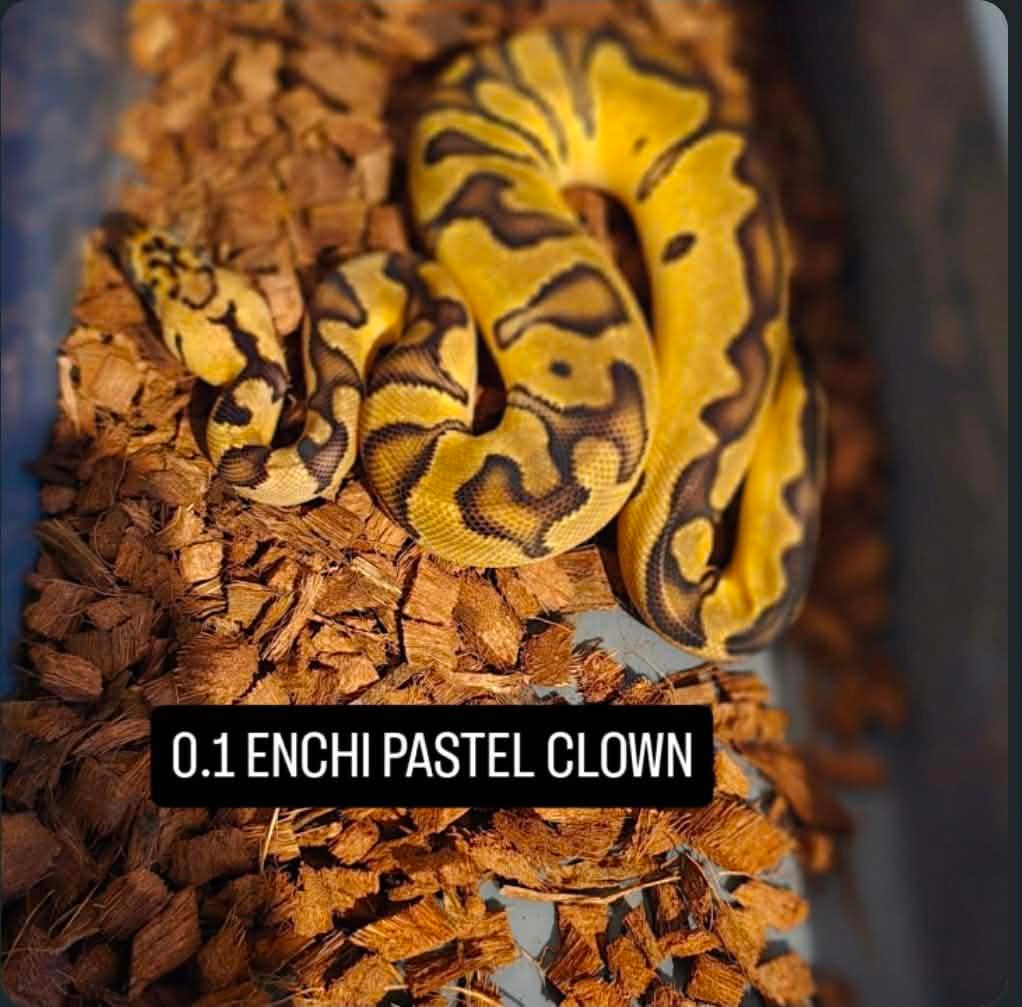 0.1 enchi pastel clown ballpython, Dieren en Toebehoren