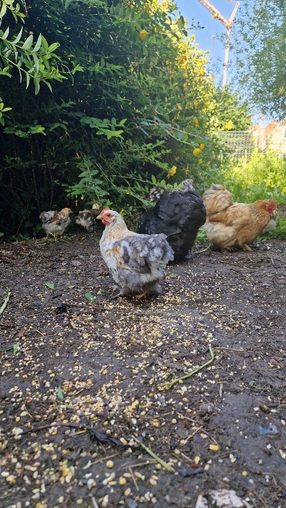 Prachtige jonge cochin kriel haantjes, Dieren en Toebehoren, Pluimvee