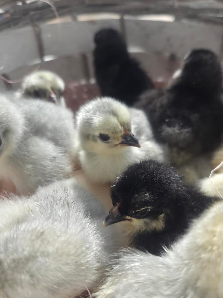 Les poussins Cochin sont aussi des poussins d'un jour, Animaux & Accessoires, Volatiles, Sexe inconnu