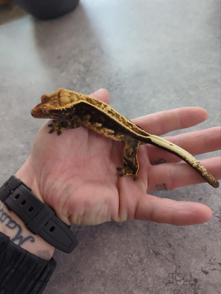Wimpergekko vrouw