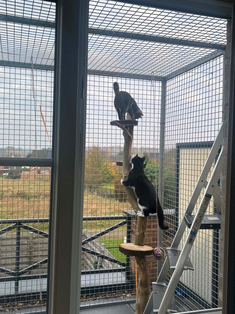 Kattenren, Dieren en Toebehoren, Katten-accessoires, Ophalen