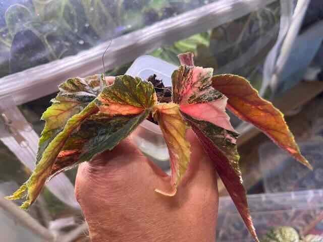 BEGONIA GINNY GALAXY VARIEGATA, Huis en Inrichting, Kamerplanten, Overige soorten, Minder dan 100 cm, Ophalen of Verzenden