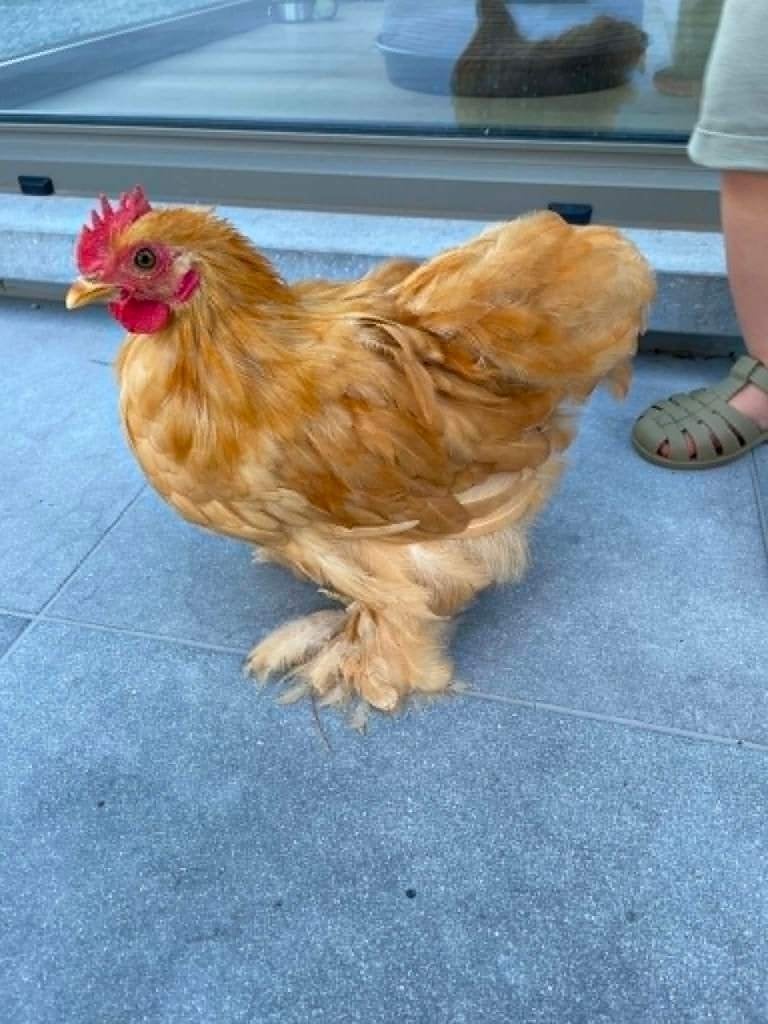 Gratis cochin buff kriel haantje, Animaux & Accessoires, Mâle, Poule ou poulet