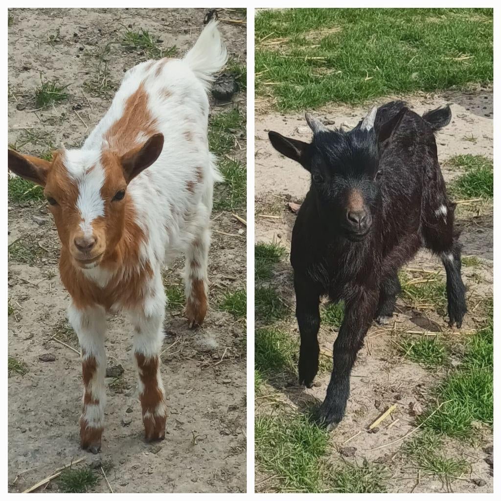 Dwerggeitjes te koop., Plusieurs animaux, Chèvre, 0 à 2 ans