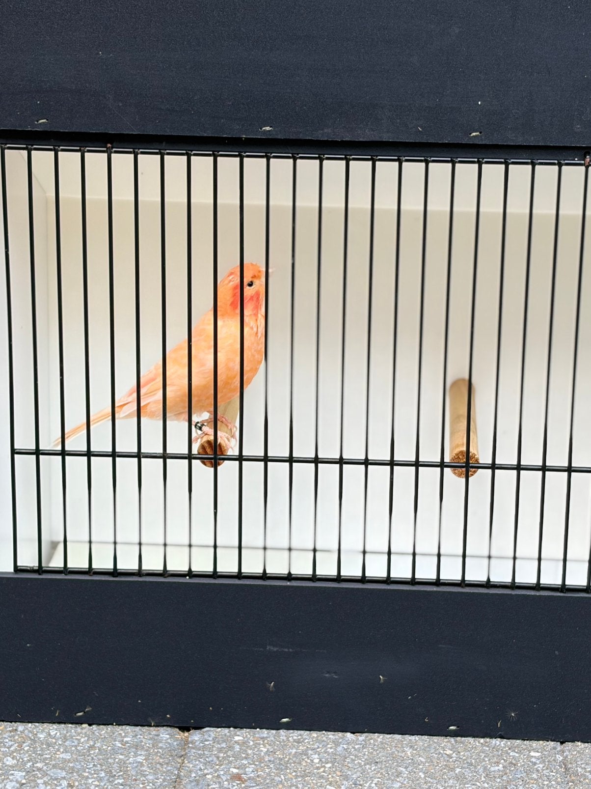 Kanarie, Dieren en Toebehoren
