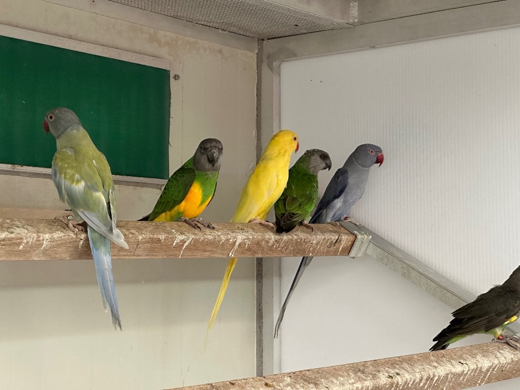 Koppel bonte boeren, Dieren en Toebehoren, Papegaai