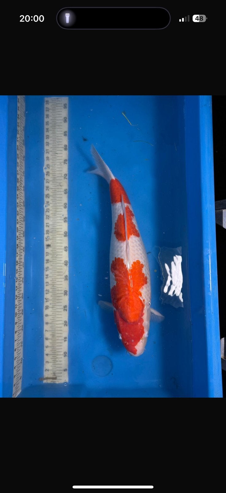 Kohaku 64cm vrouw, Dieren en Toebehoren, Vissen | Vijvervissen