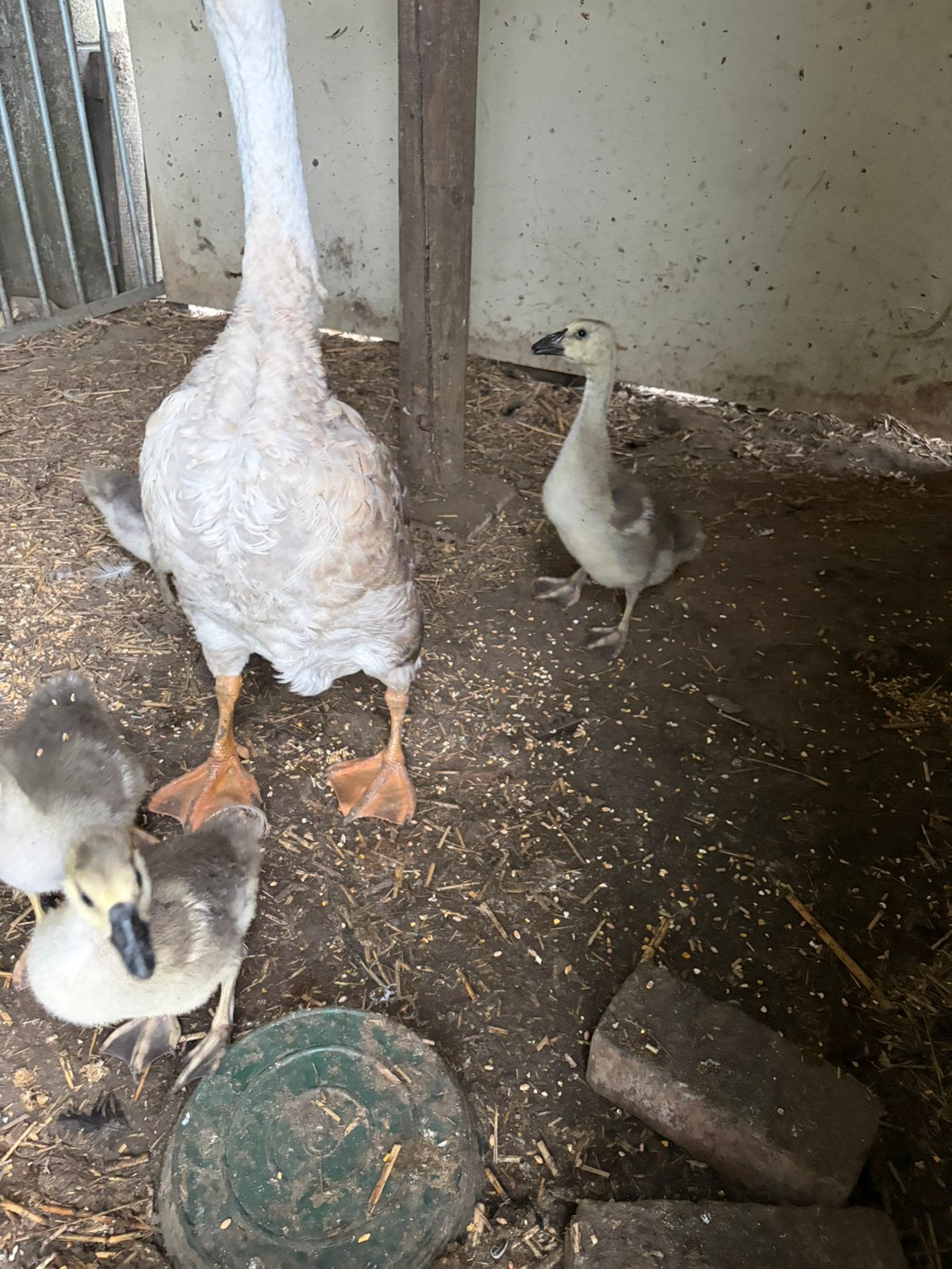 Knobbelgans kuikens, Dieren en Toebehoren, Pluimvee, Meerdere dieren, Gans of Zwaan