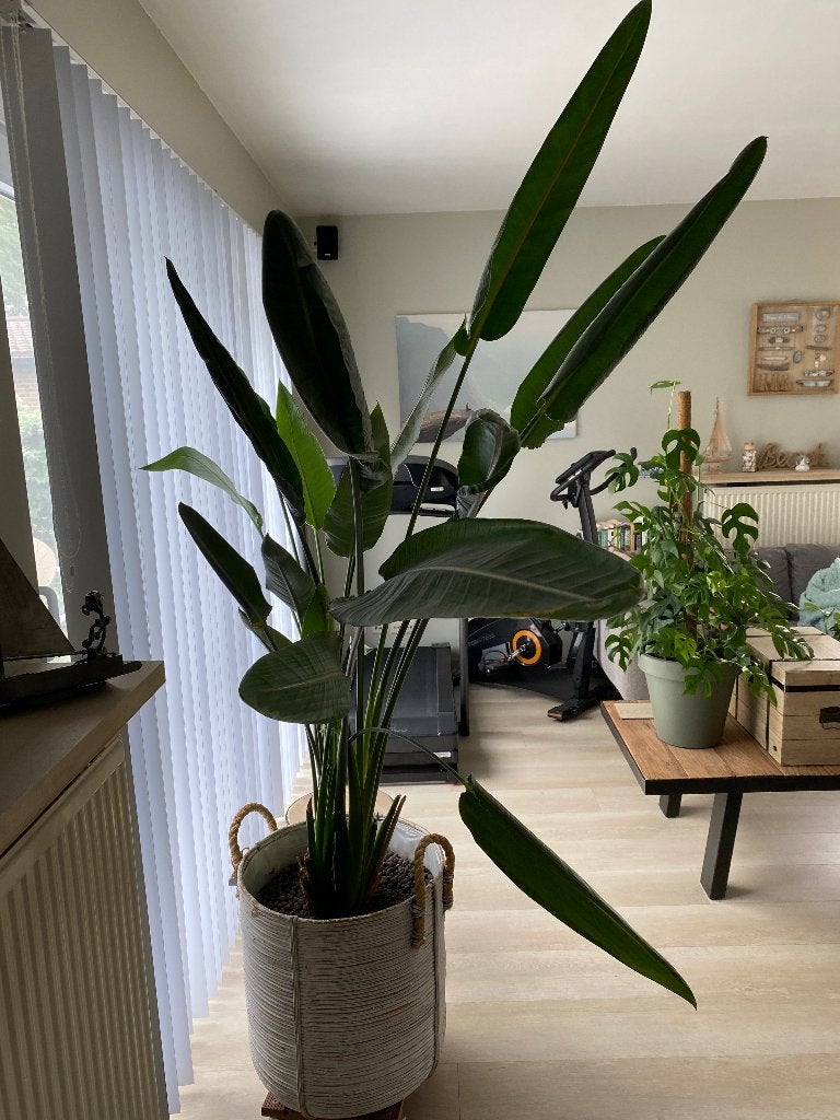 Strelizia regina, Huis en Inrichting, Kamerplanten, Ophalen
