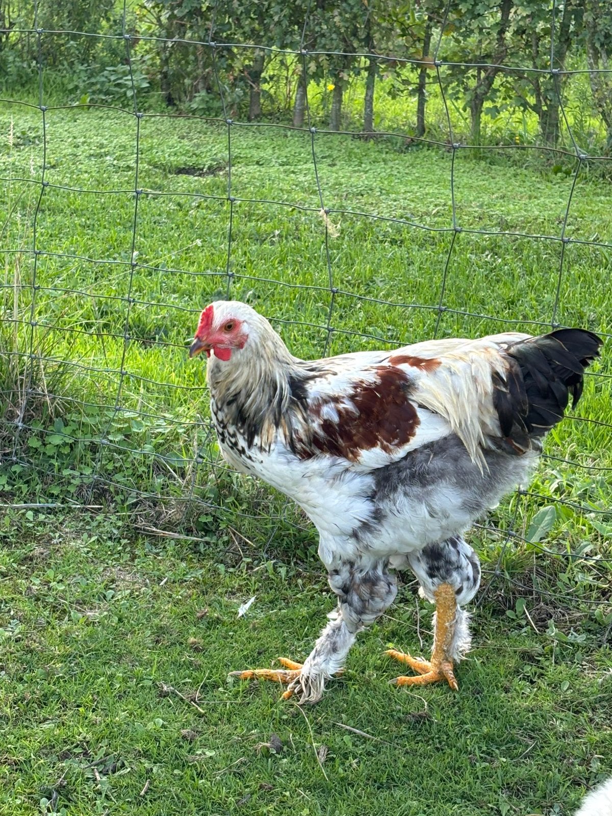 Zeer mooie jonge Groothoender Brahma haan, Dieren en Toebehoren, Mannelijk, Kip