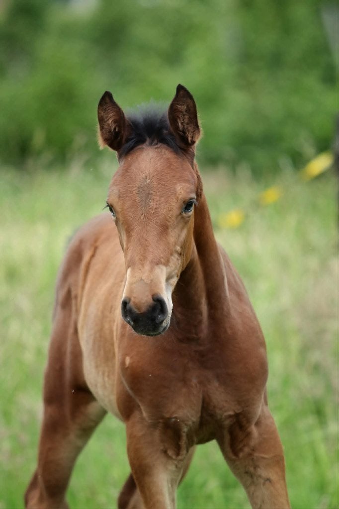 Pouliche Diarado de 20326, Animaux & Accessoires, Avec pedigree, Ne s'applique pas, 0 à 2 ans, Cheval de saut