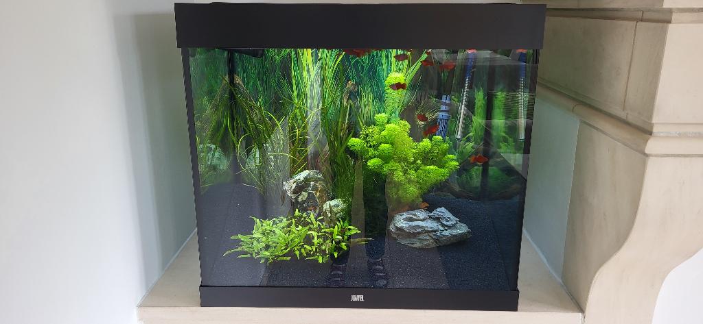 Aquarium Juwel LIDO LED + accessoires, Comme neuf, Enlèvement, Juwel, Aquarium d'eau douce rempli