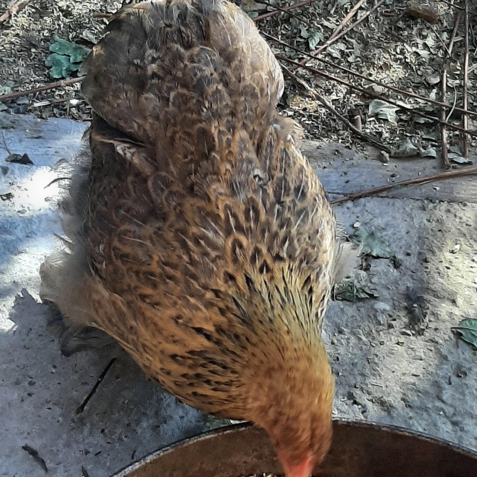 Cochinkriel hennen en haantje, Dieren en Toebehoren, Meerdere dieren, Kip