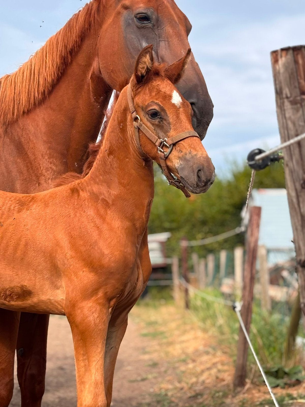 veulen uit super moederlijn, Dieren en Toebehoren, Hengst, Z, Springpaard, Gechipt