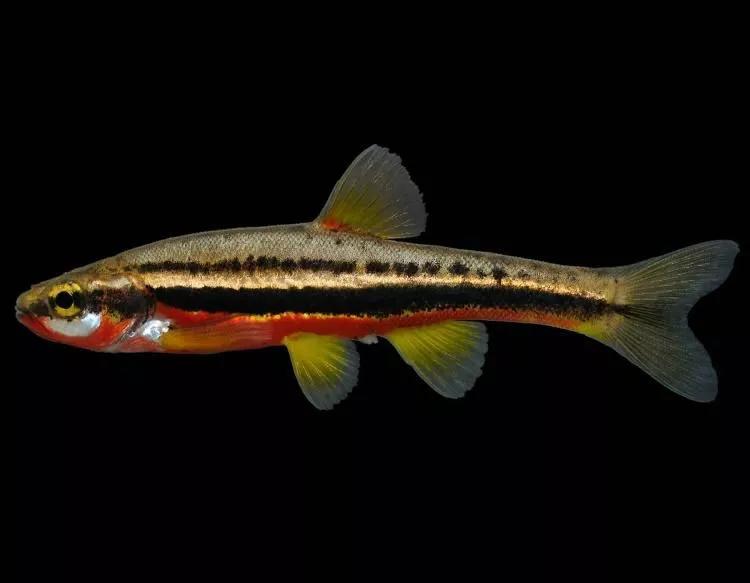 Chrosomus  erythrogaster, Dieren en Toebehoren