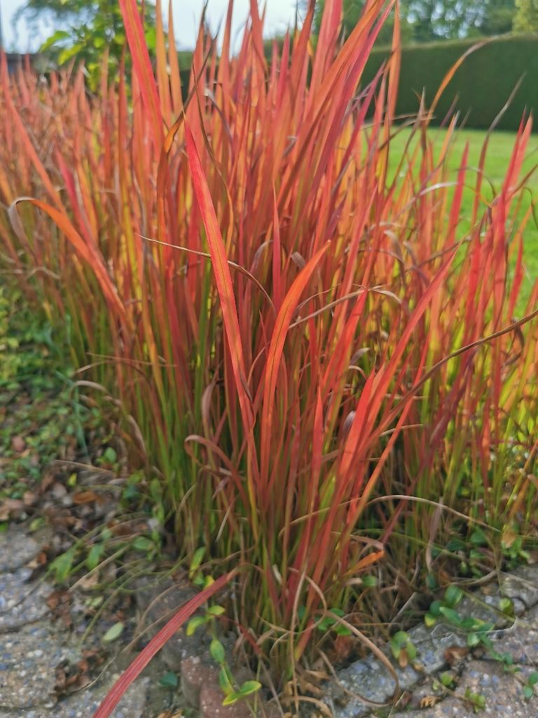 'Red Baron' JAPANS BLOEDGRAS, Jardin & Terrasse, Plantes | Jardin, Enlèvement