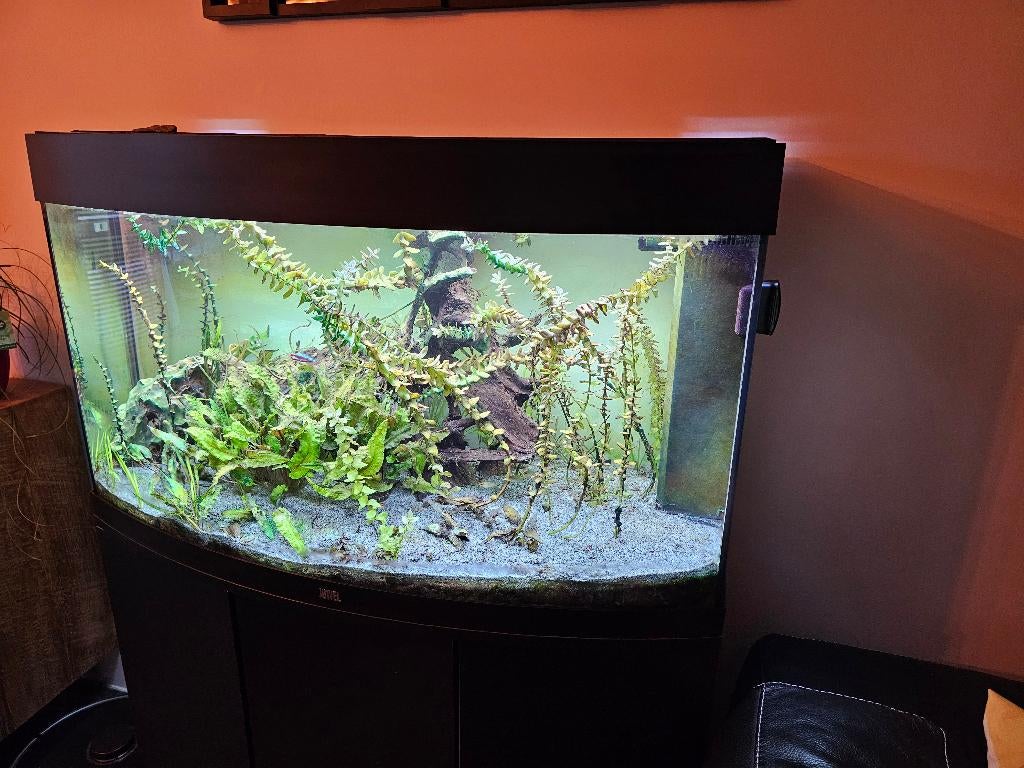 Aquarium Juwel Vision 180, Animaux & Accessoires, Poissons | Aquariums & Accessoires, Utilisé, Aquarium d'eau douce rempli, Couvercle inclus