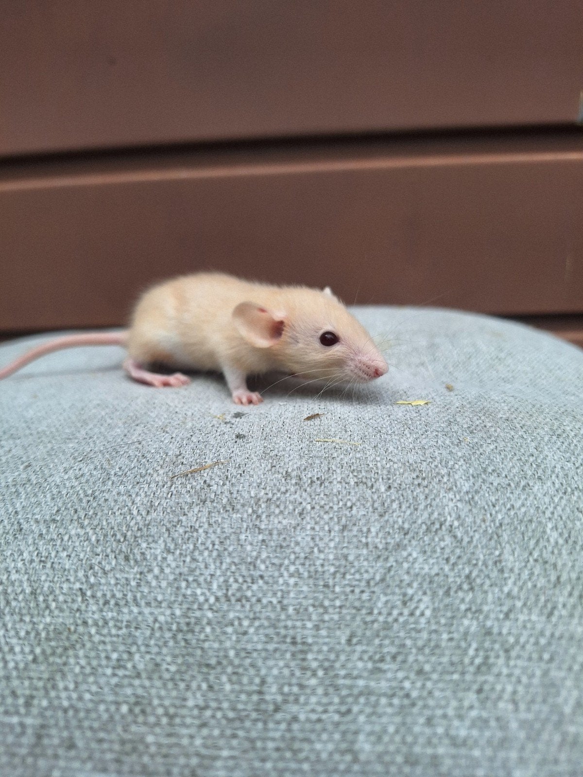 Verschillende jonge tamme dwergratjes, Animaux & Accessoires, Rongeurs, Mai, Rat, Domestique