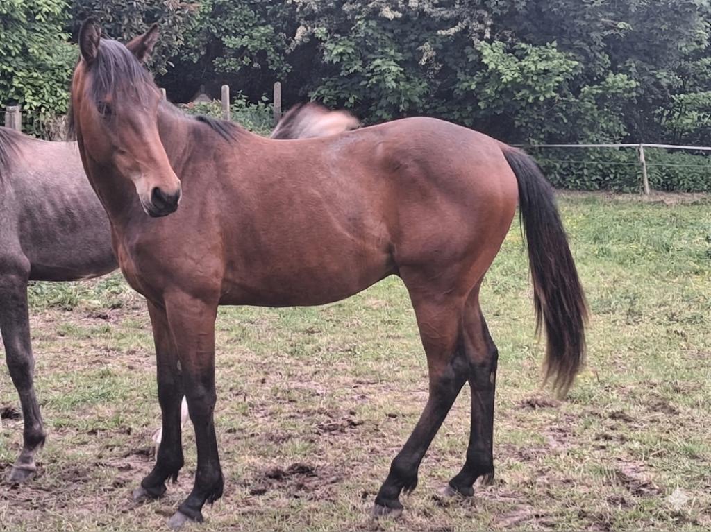 Étalon d'un an à vendre, Z, Moins de 160 cm, Étalon, 0 à 2 ans