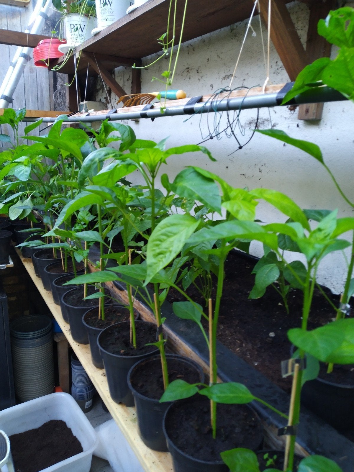 Spaanse peperplantjes en zoete paprika's rood, Tuin en Terras, Ophalen