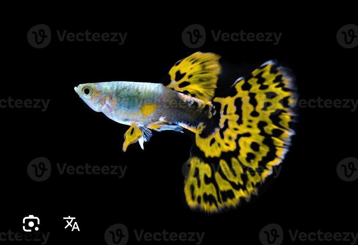 Guppy's, Vis, Zoetwatervis
